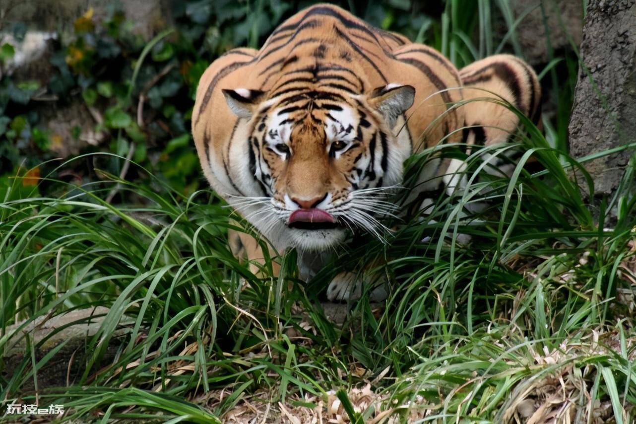老虎属于什么科动物(同为猫科动物猫和老虎有什么区别)-图片7